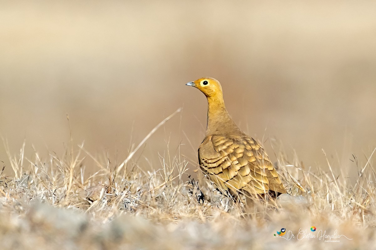 Chestnut-bellied Sandgrouse - Dr Chetan Hansalia