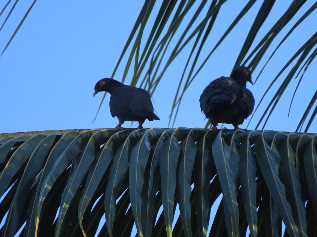 Scaly-naped Pigeon - ML616235720