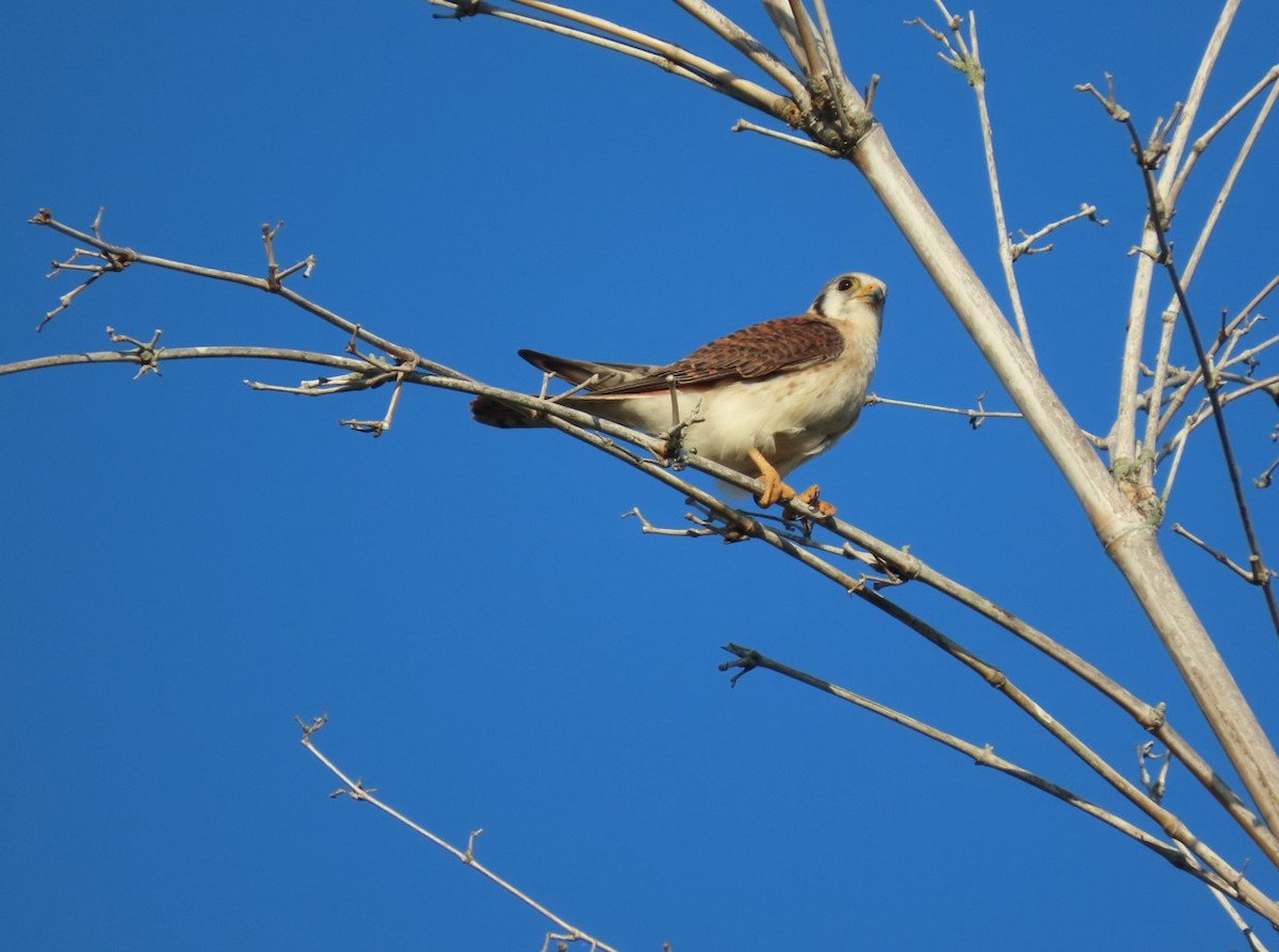 American Kestrel - ML616235733