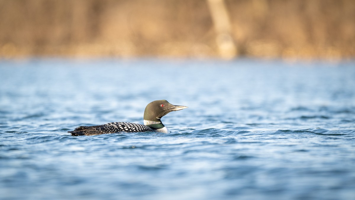 Common Loon - Graham Deese