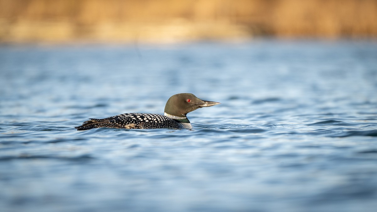 Common Loon - Graham Deese