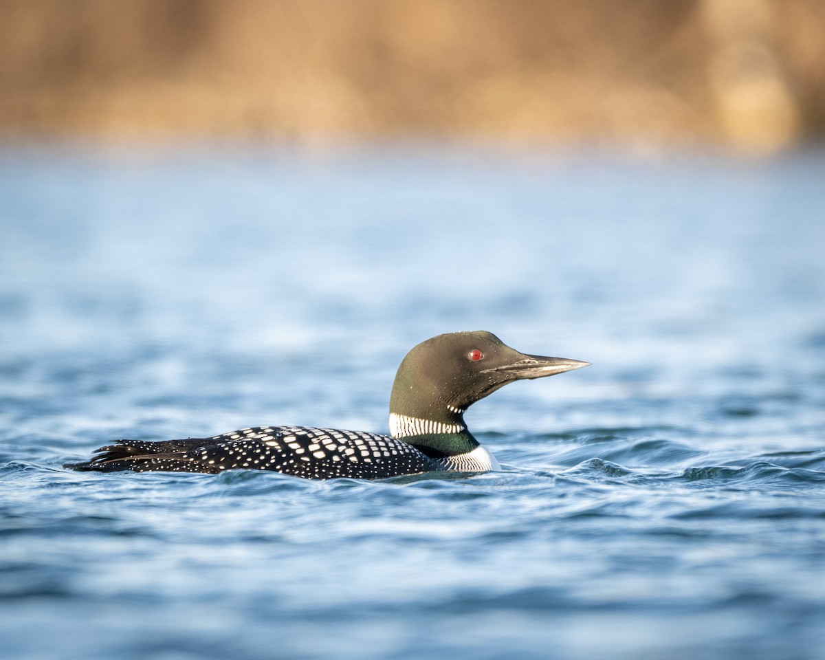 Common Loon - Graham Deese
