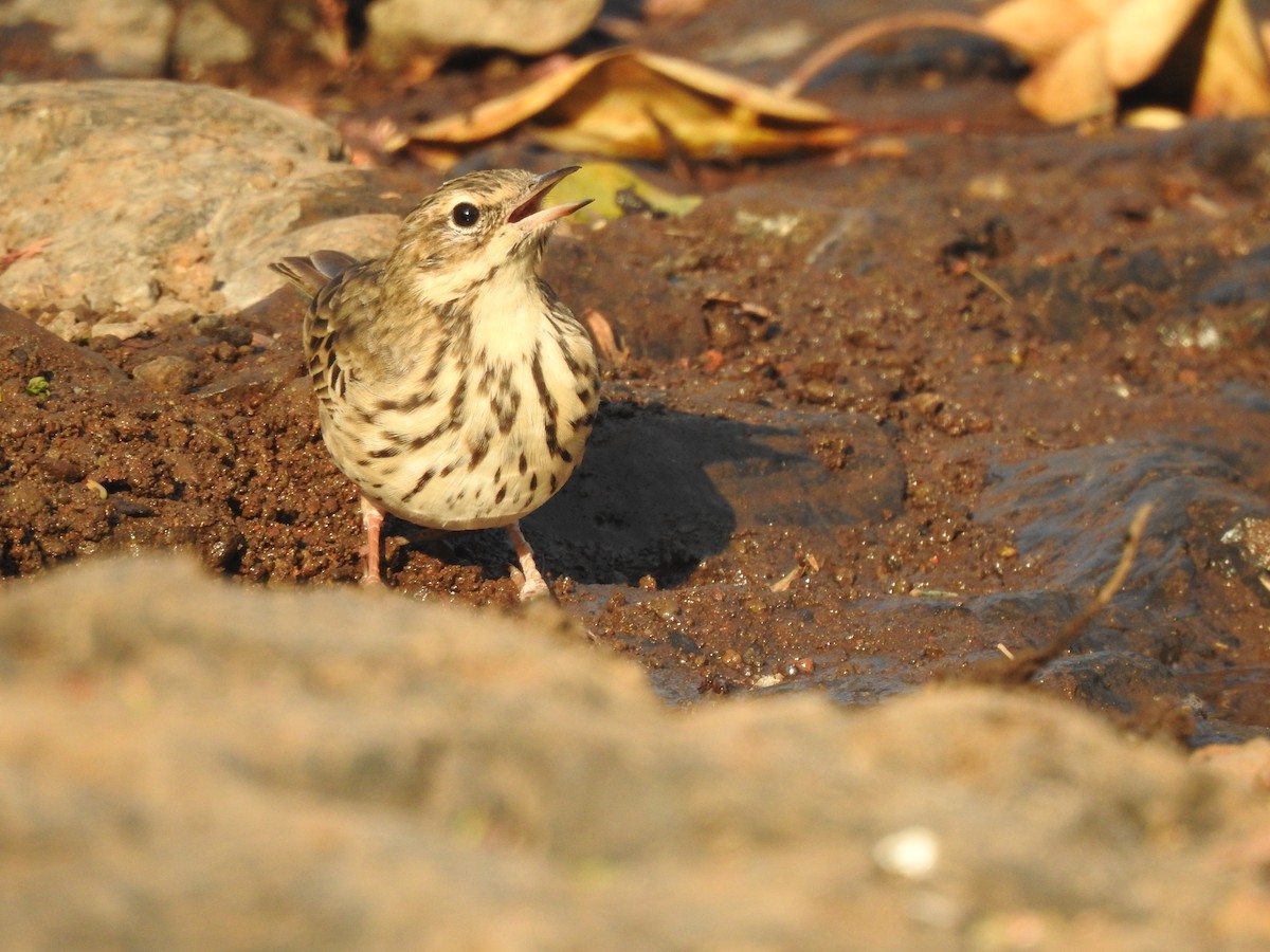 Tree Pipit - ML616235760