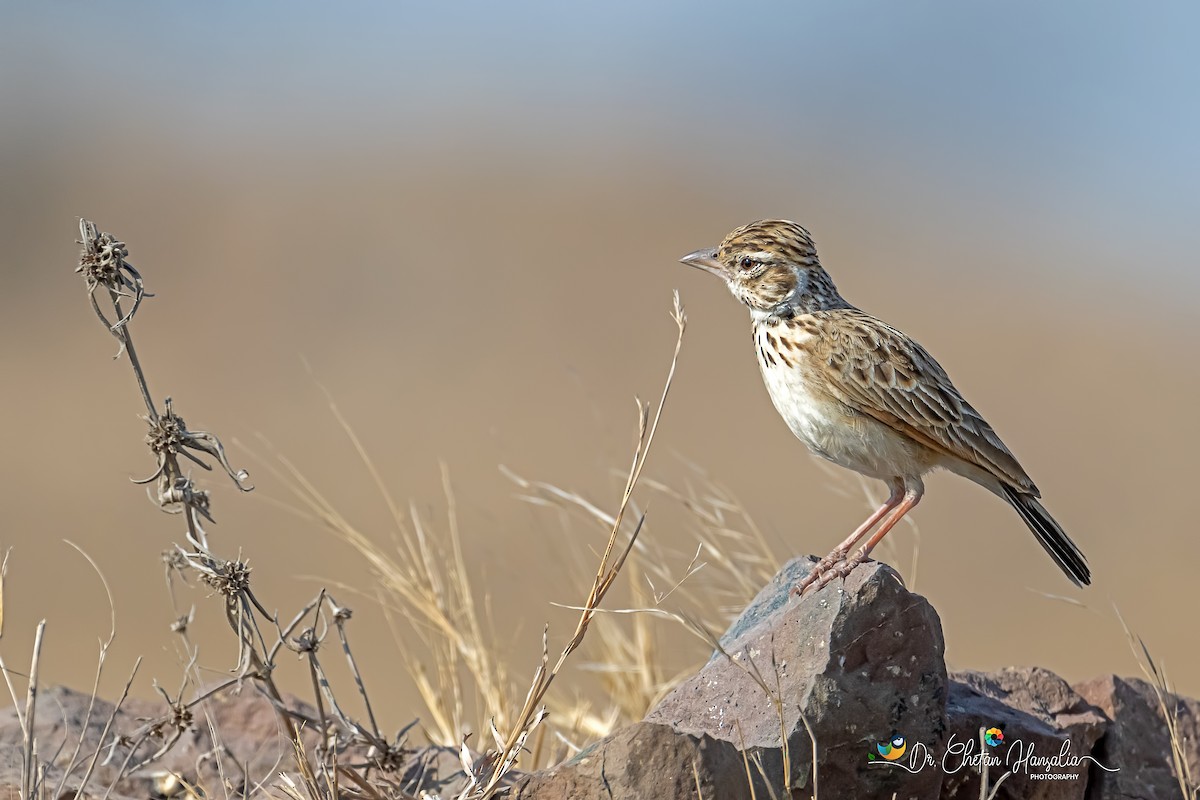 Singing/Indian Bushlark - ML616235765