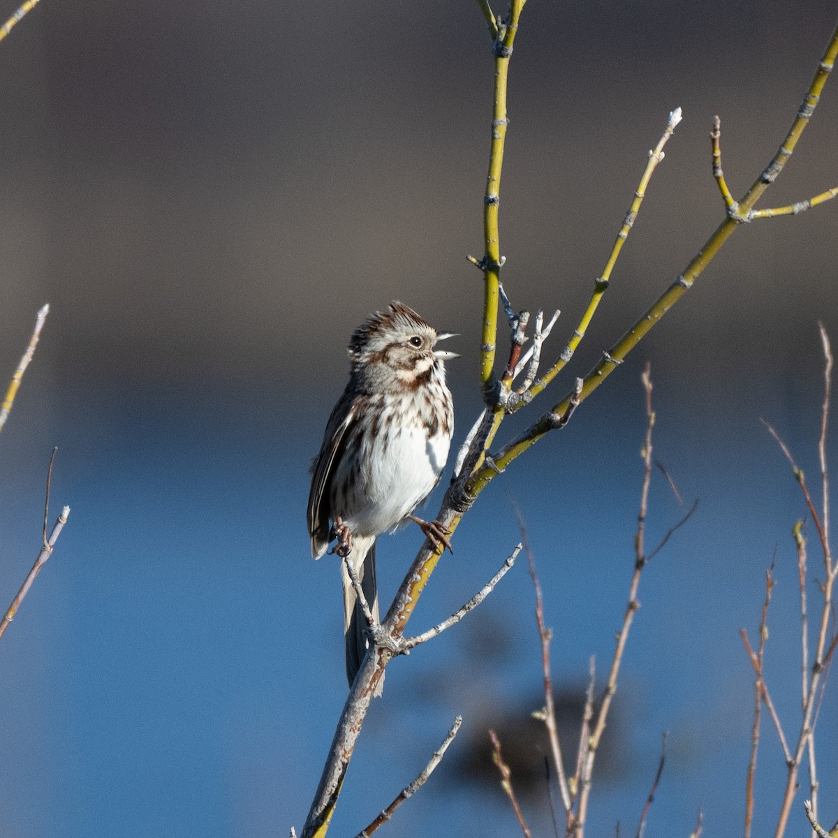 Song Sparrow - Graham Deese