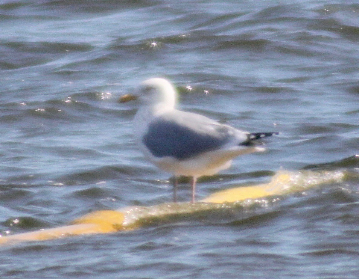 Herring Gull - David Brotherton, cc