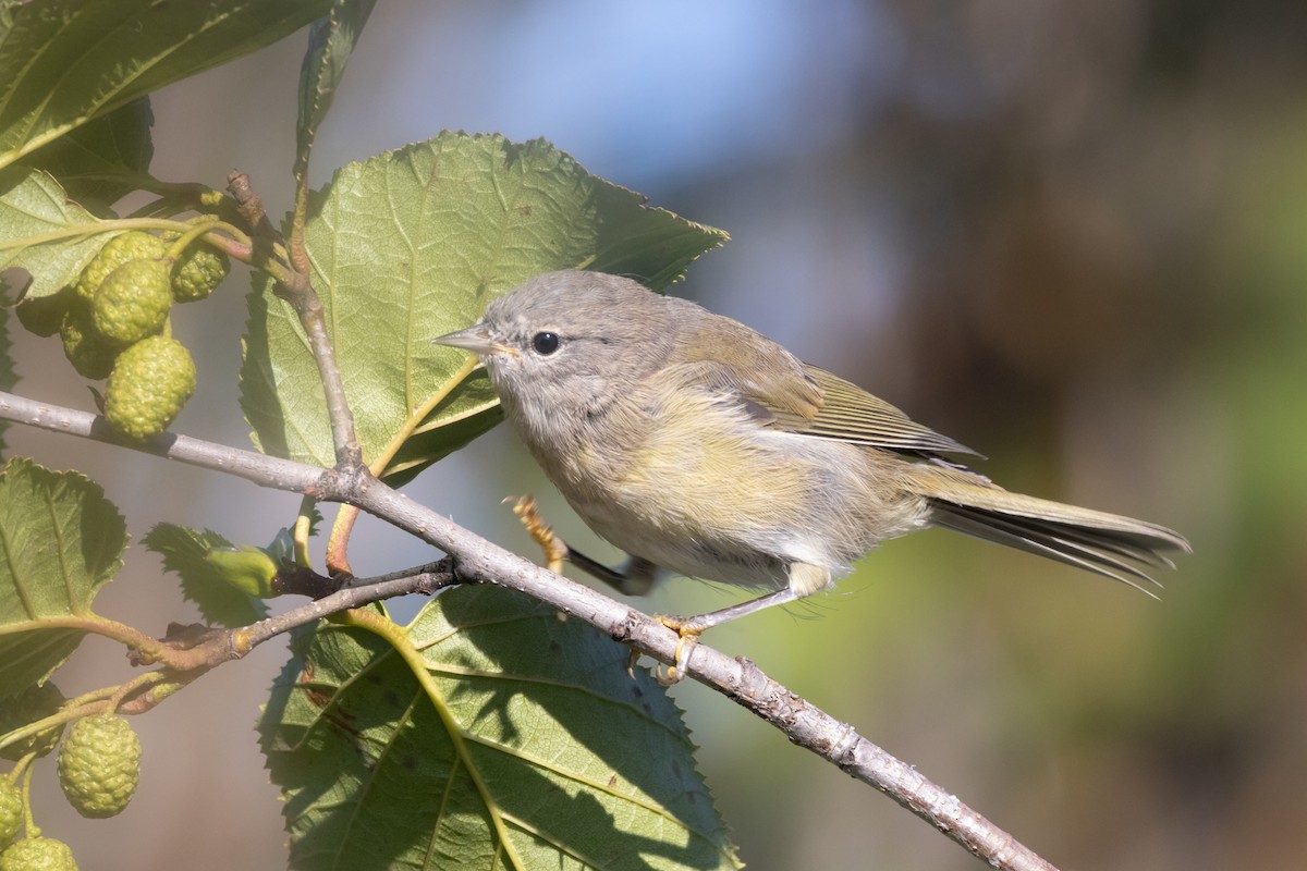 Orange-crowned Warbler - ML616235788