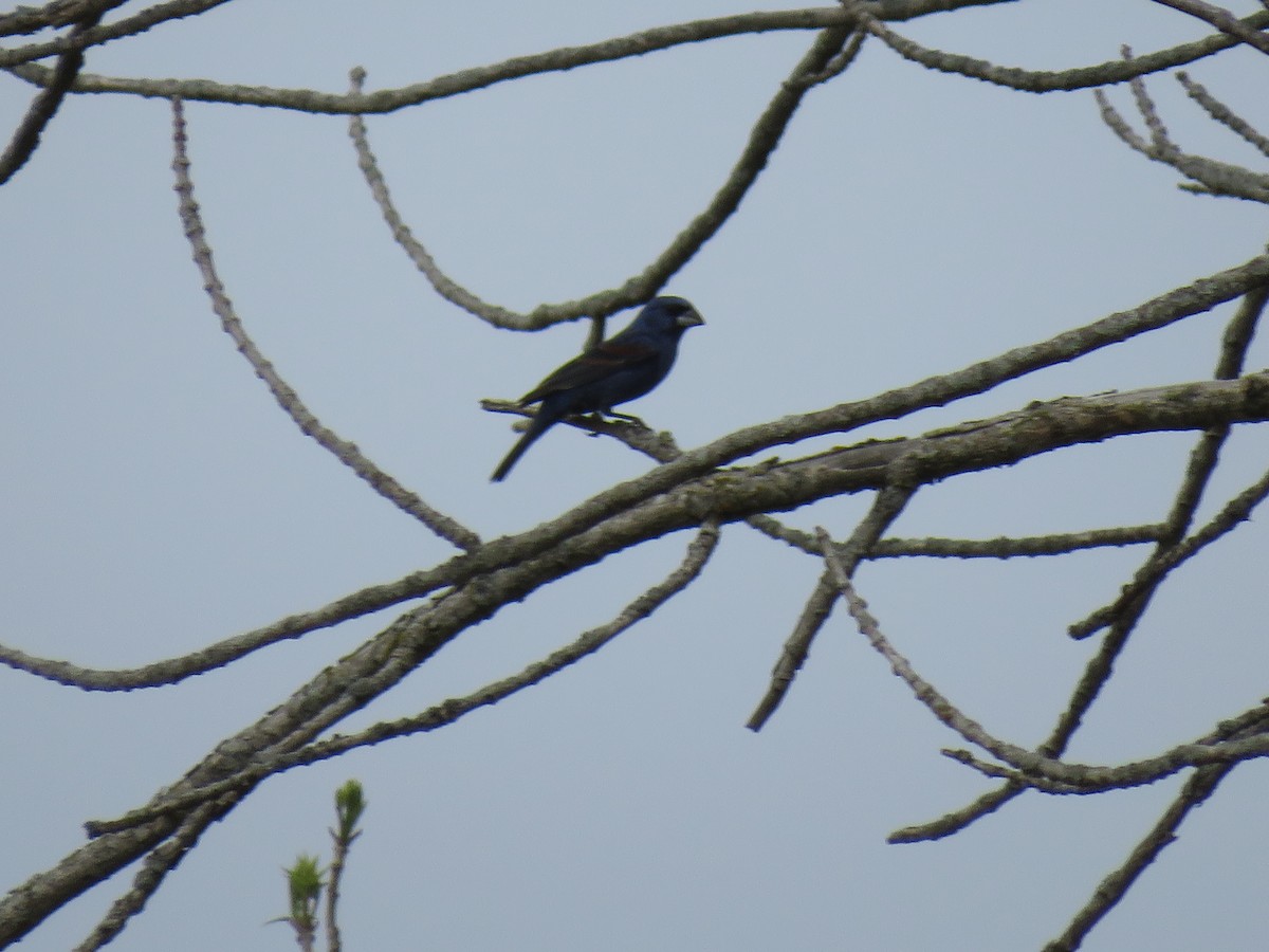 Blue Grosbeak - ML616235793