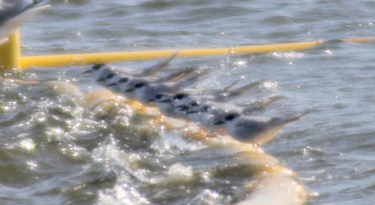 Forster's Tern - ML616235798