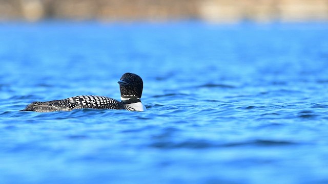 Plongeon huard - ML616235845