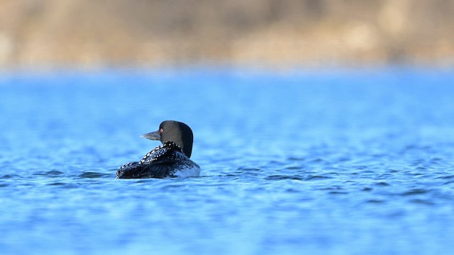 Plongeon huard - ML616235858