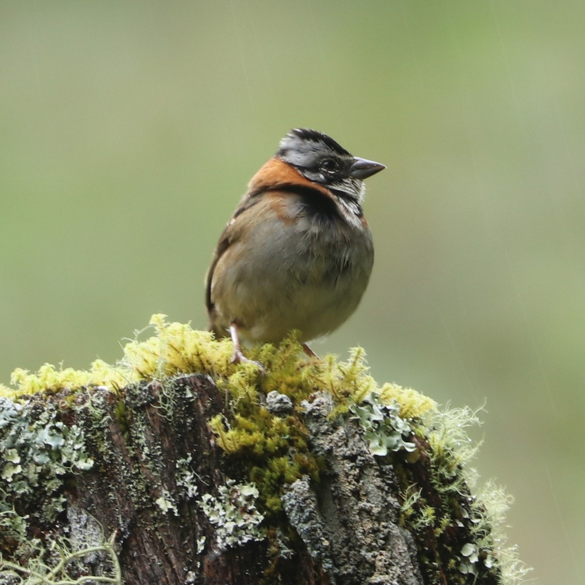 Rufous-collared Sparrow - ML616235860
