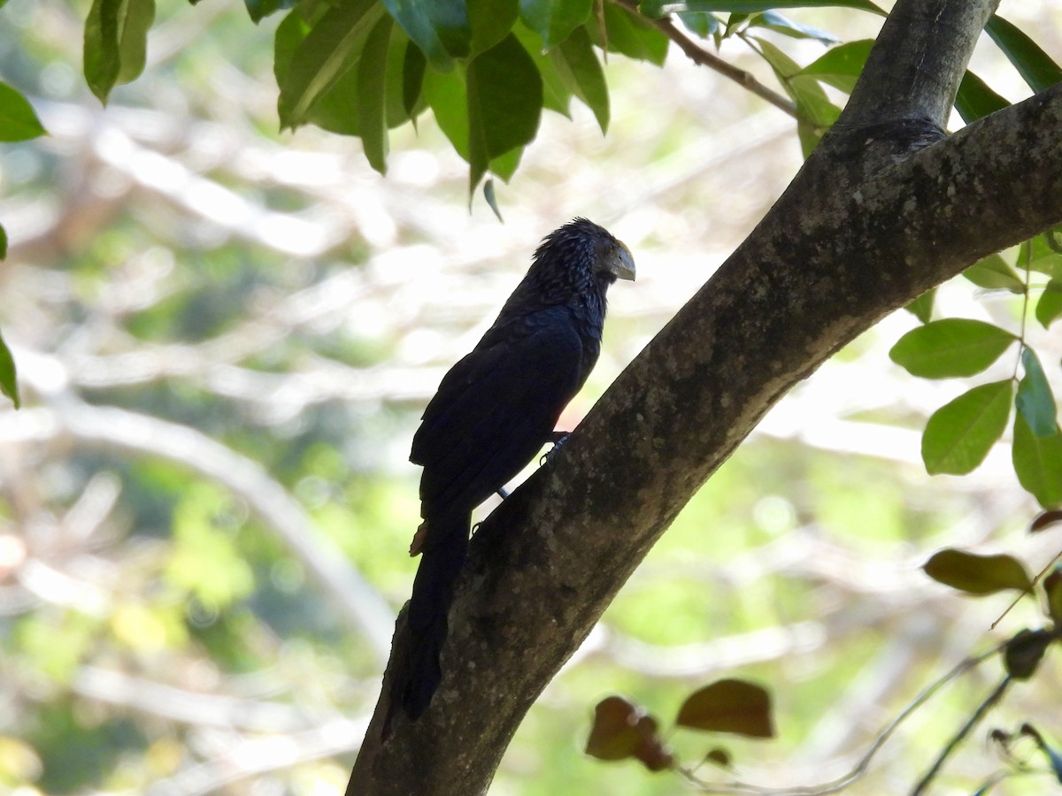 Smooth-billed Ani - ML616235887