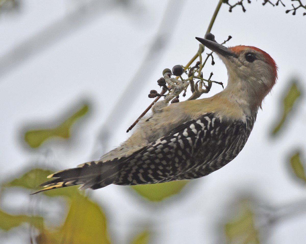 Red-bellied Woodpecker - ML616235891
