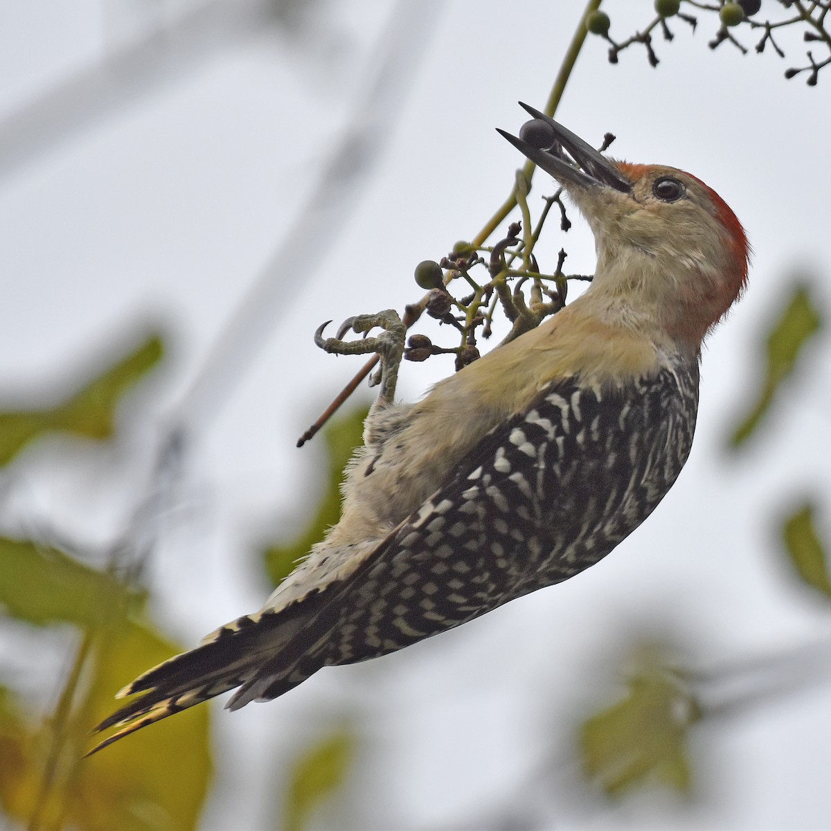 Red-bellied Woodpecker - ML616235892