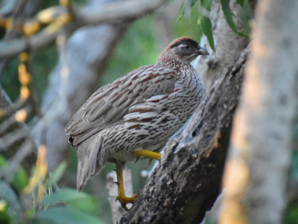 Erckel's Spurfowl - ML616236009