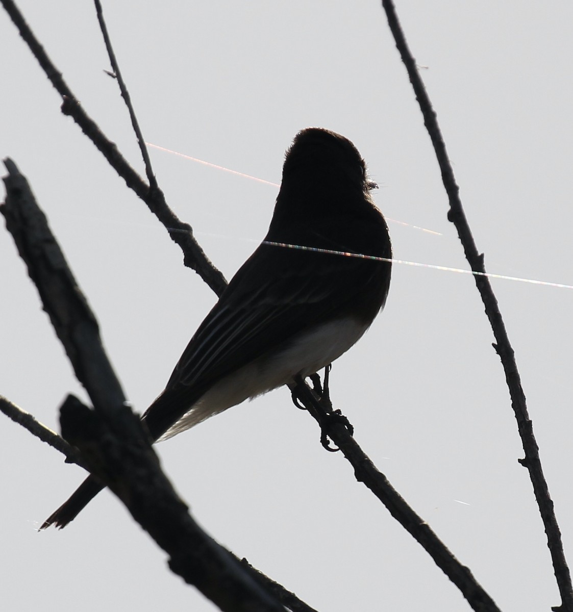 Black Phoebe - ML616236055