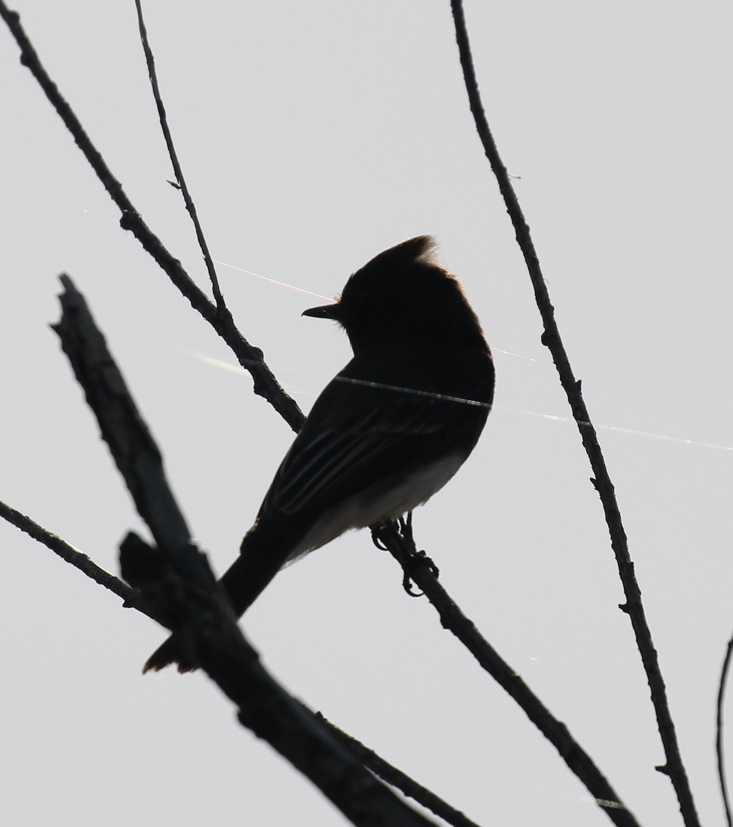 Black Phoebe - ML616236056