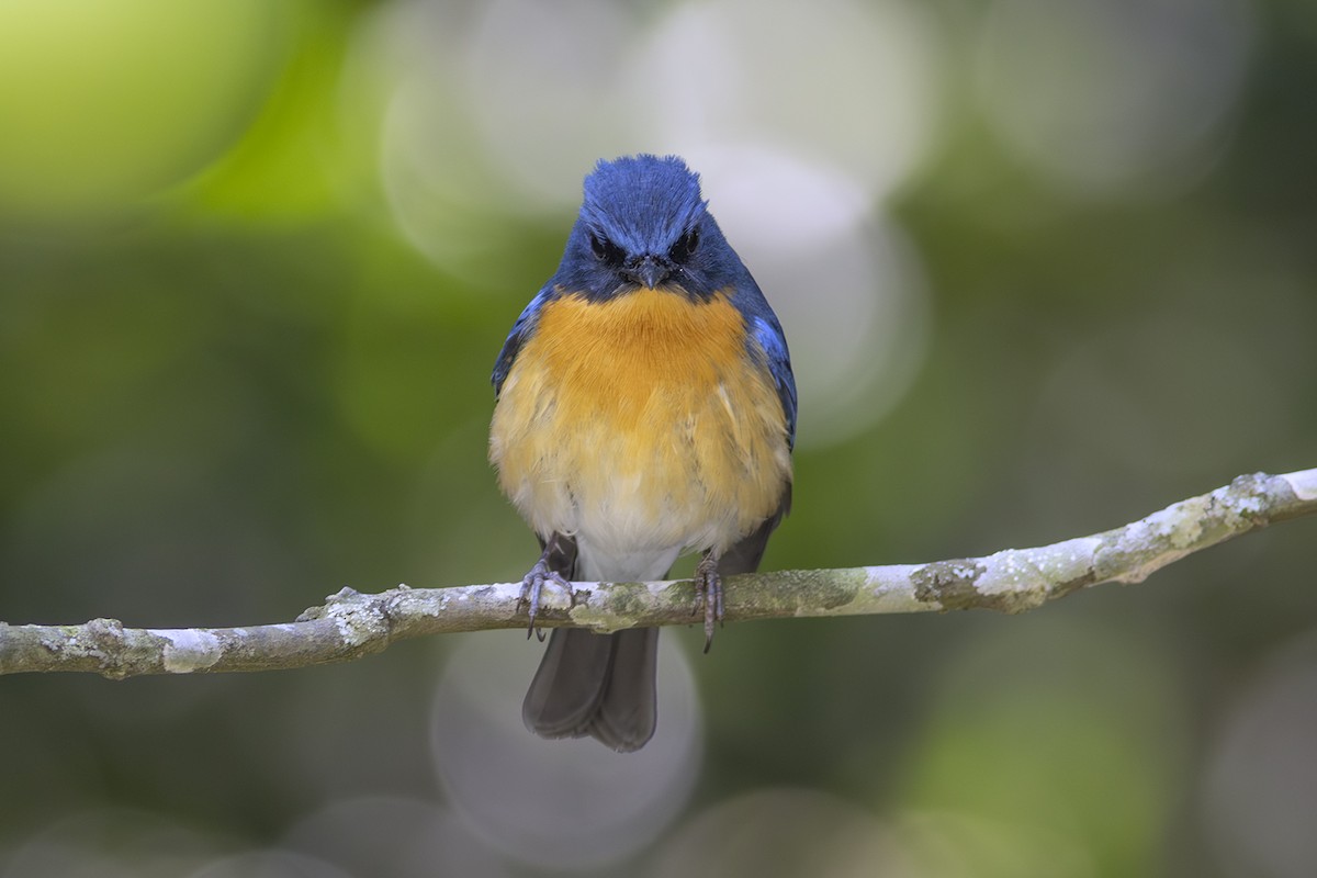 Tickell's Blue Flycatcher - ML616236067