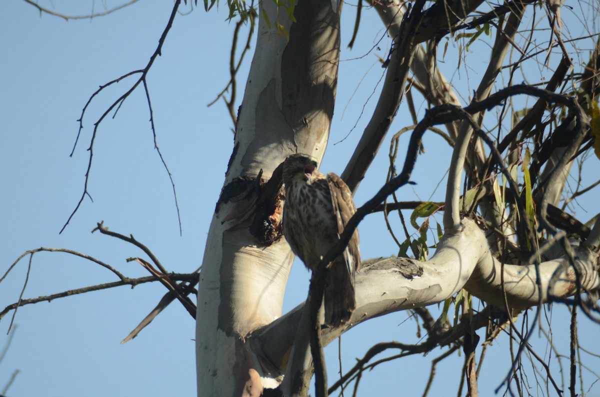 Broad-winged Hawk - ML616236073