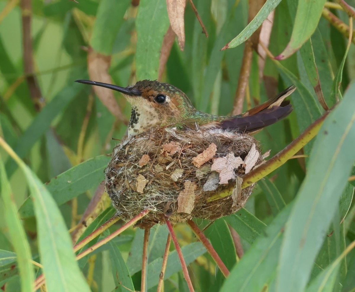 Allen's Hummingbird - Constance Vigno