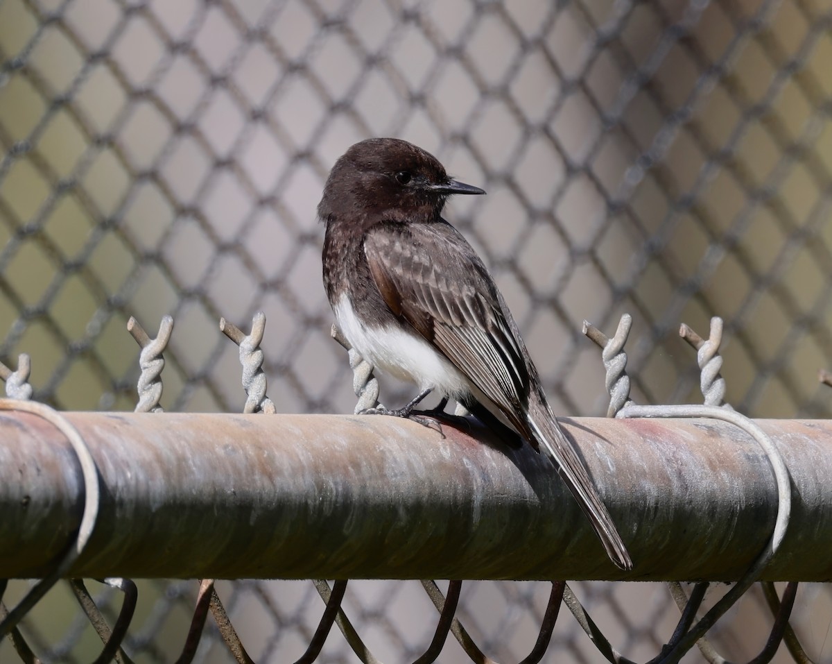 Black Phoebe - Constance Vigno