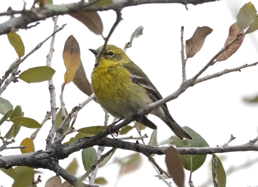 Pine Warbler - ML616236101