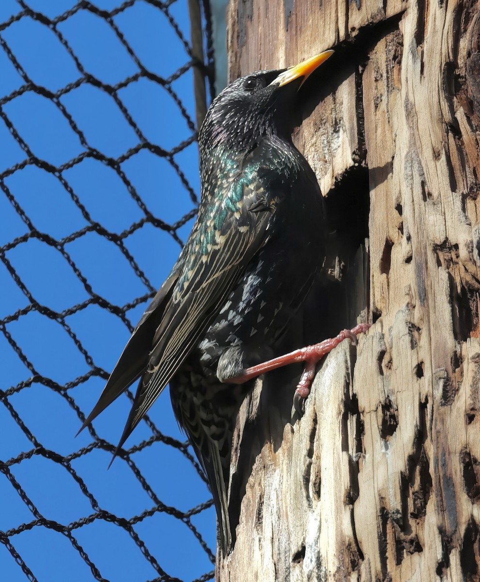 European Starling - ML616236104