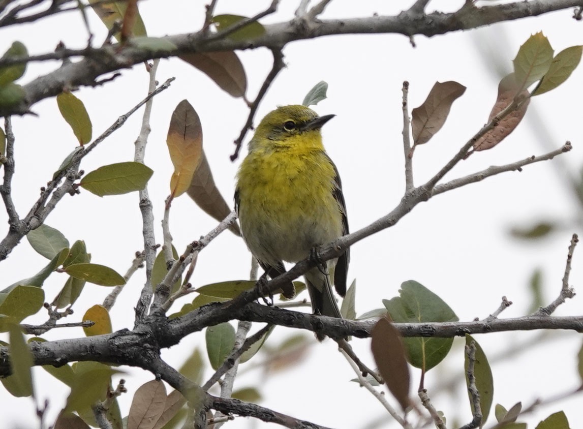 Pine Warbler - ML616236107