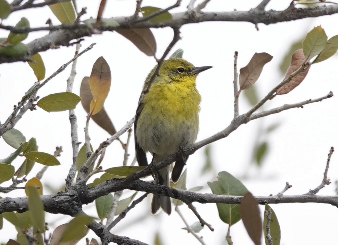 Pine Warbler - ML616236108