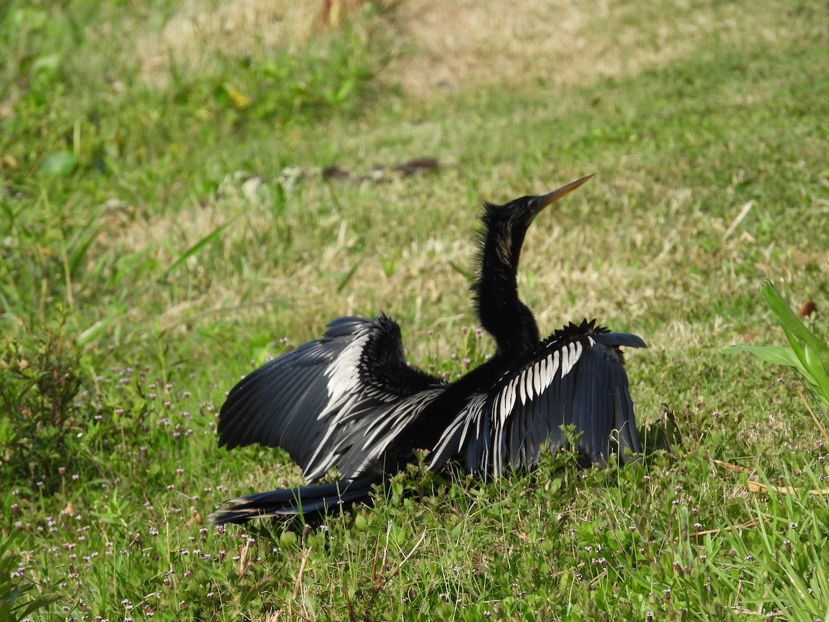 anhinga americká - ML616236111