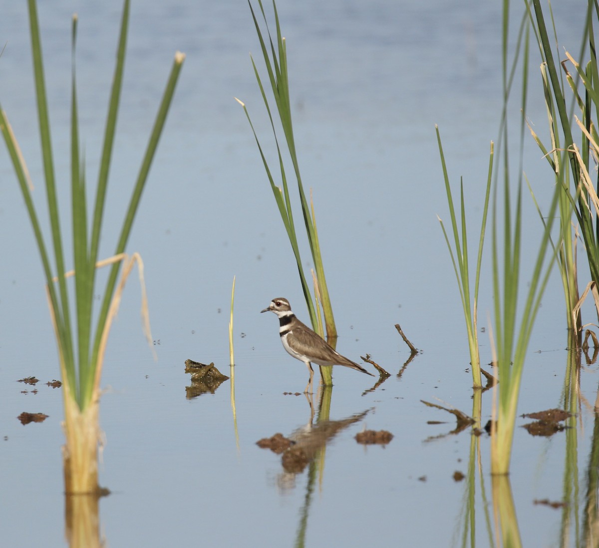 Killdeer - ML616236124