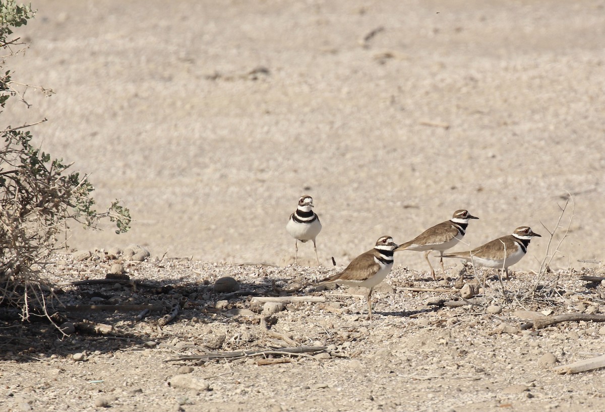 Killdeer - ML616236125