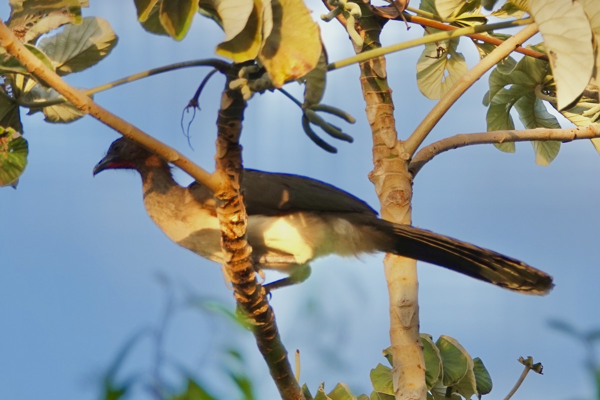 Chestnut-winged Chachalaca - ML616236196