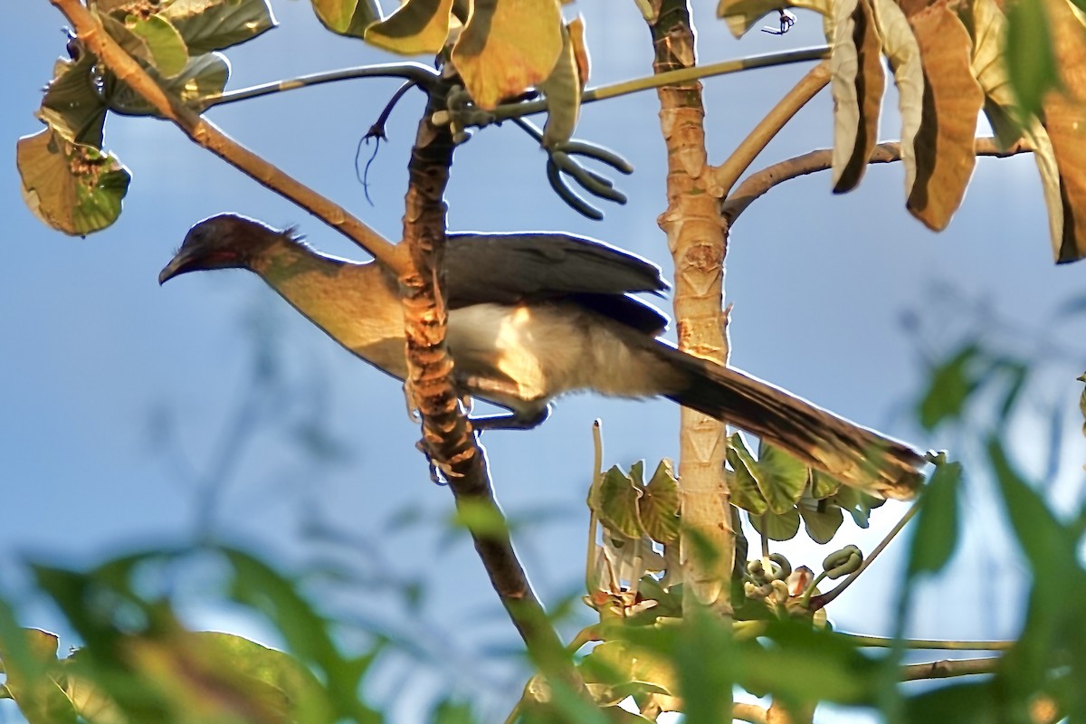 Chestnut-winged Chachalaca - David Fraser