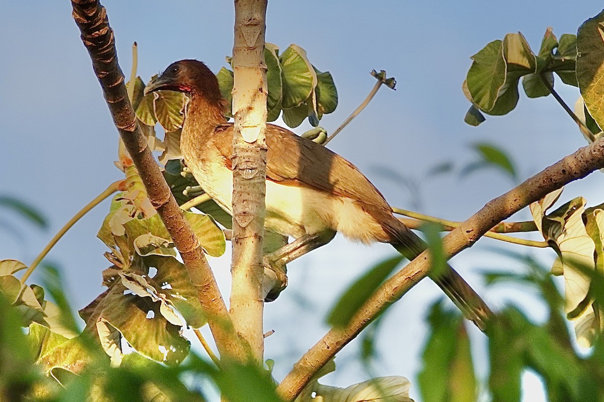 Chestnut-winged Chachalaca - David Fraser