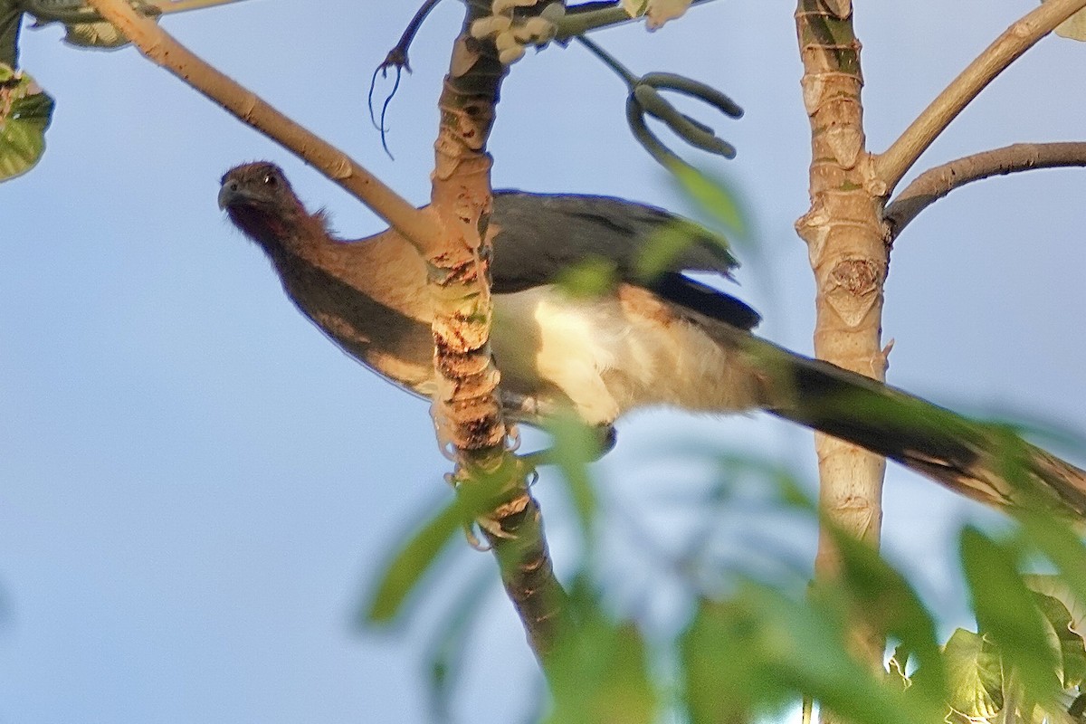 Chestnut-winged Chachalaca - ML616236200