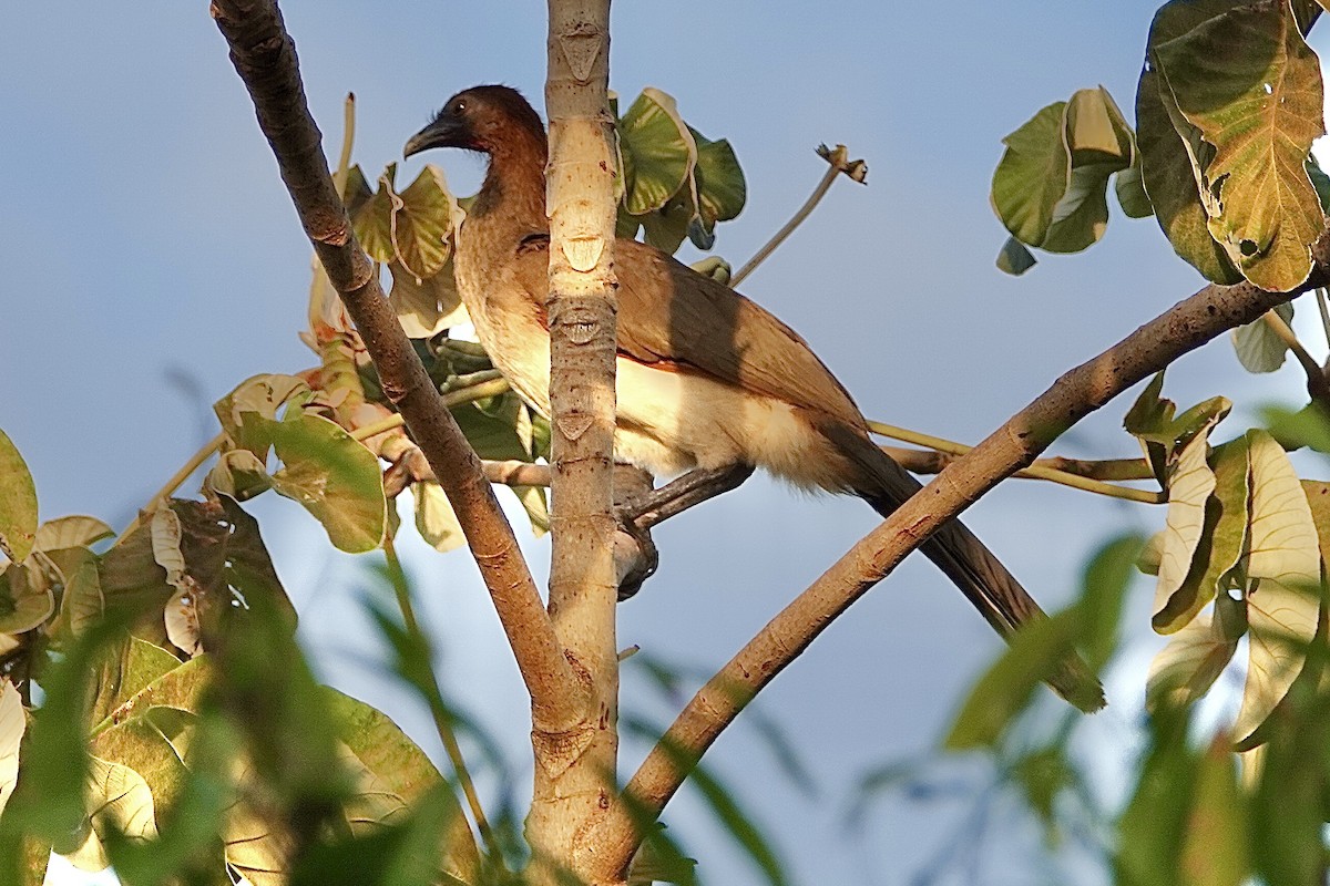 Chestnut-winged Chachalaca - David Fraser