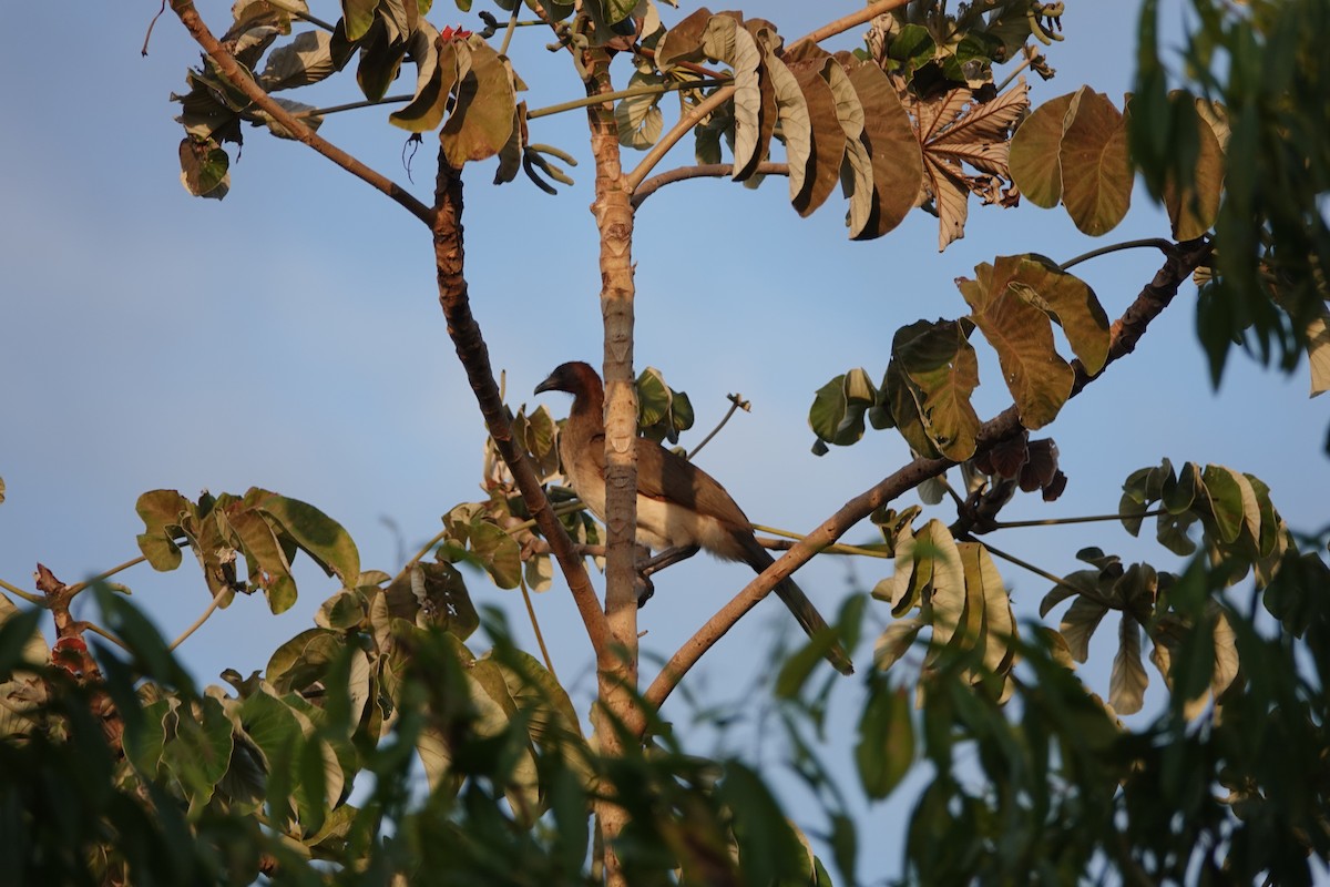 Chestnut-winged Chachalaca - David Fraser