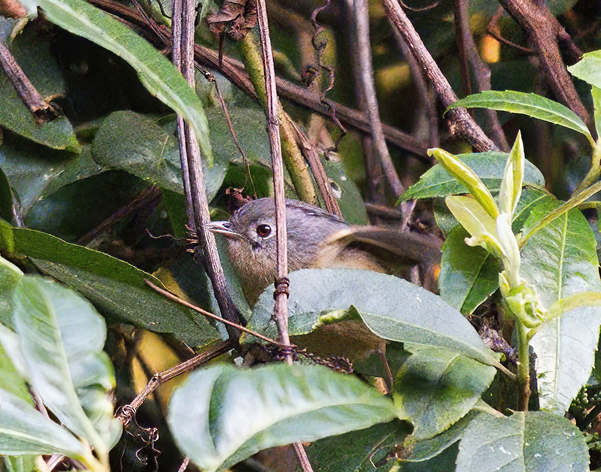 Yunnan Fulvetta - DAB DAB