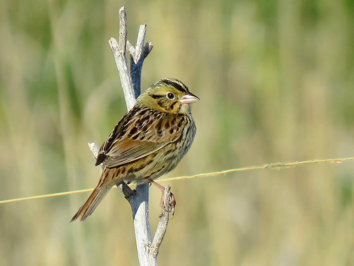 Henslow's Sparrow - Benjamin Murphy