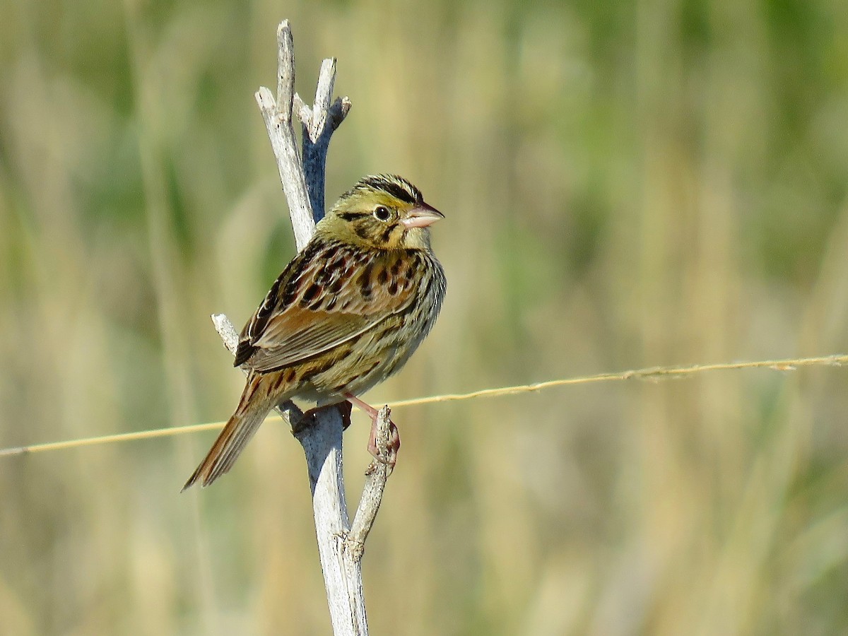 Henslow's Sparrow - ML616236220