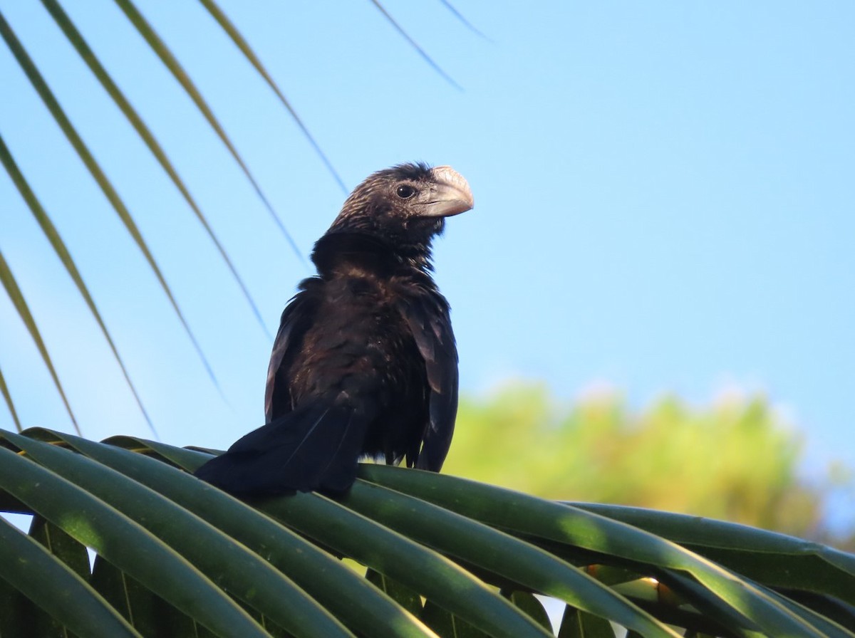 Smooth-billed Ani - ML616236275