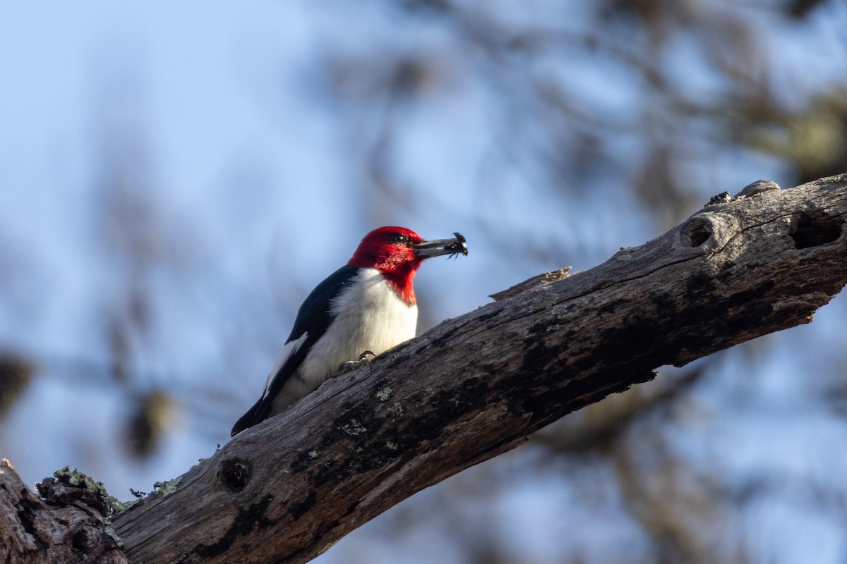 Red-headed Woodpecker - ML616236356
