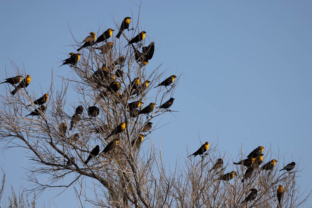 Yellow-headed Blackbird - ML616236357