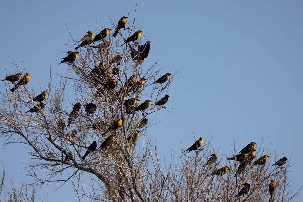 Yellow-headed Blackbird - Marty Herde