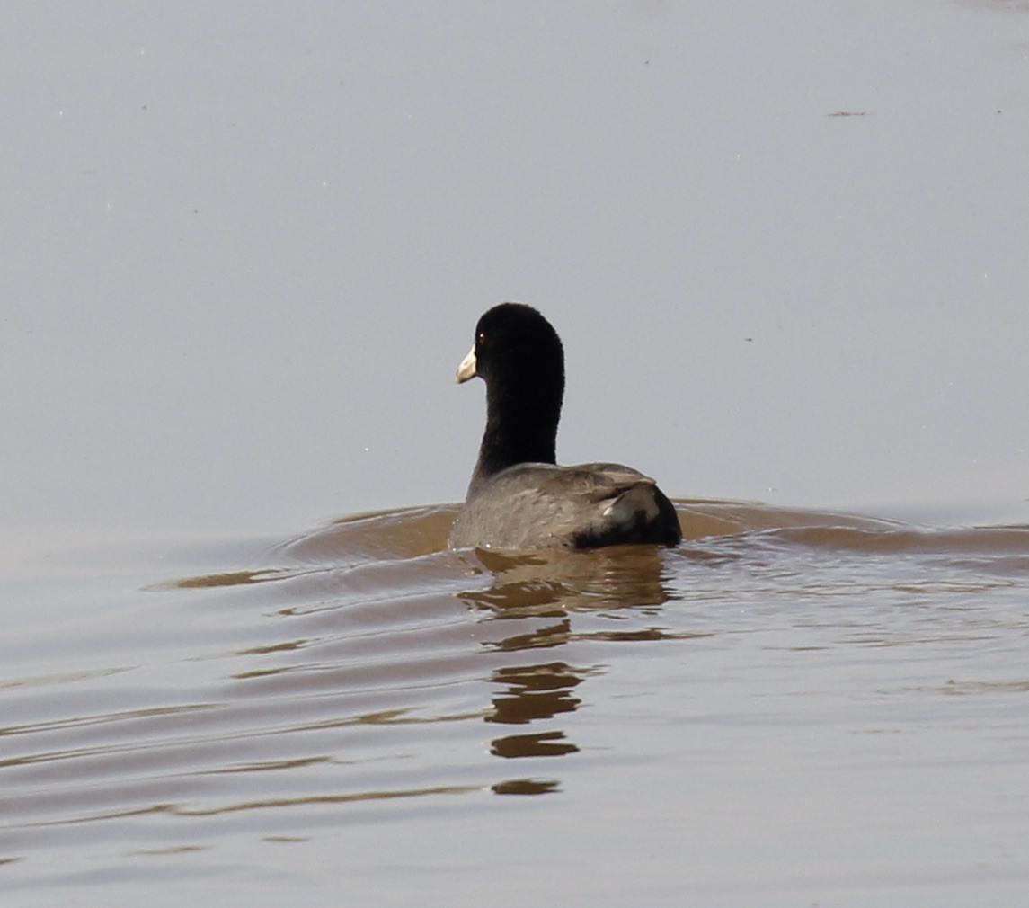 American Coot - ML616236402