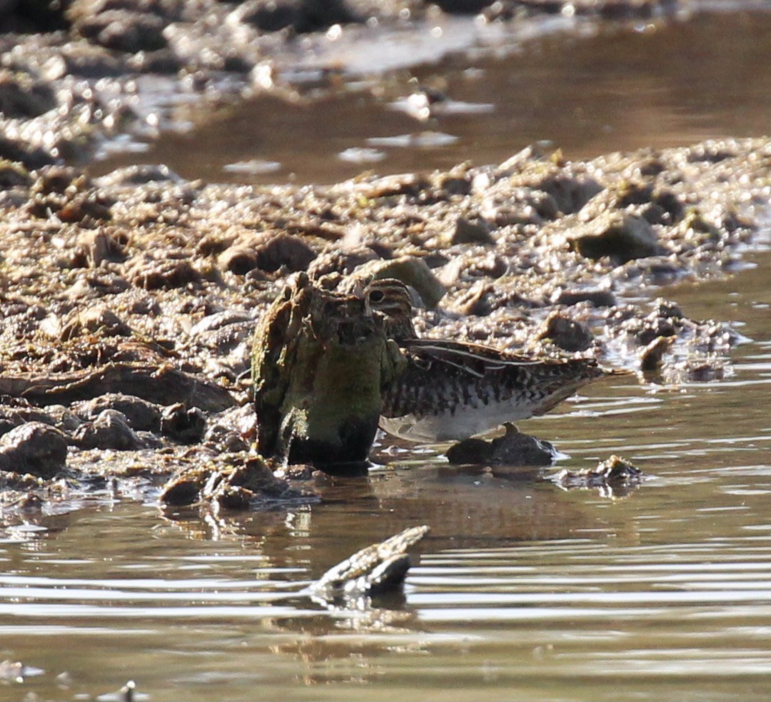 Wilson's Snipe - ML616236412