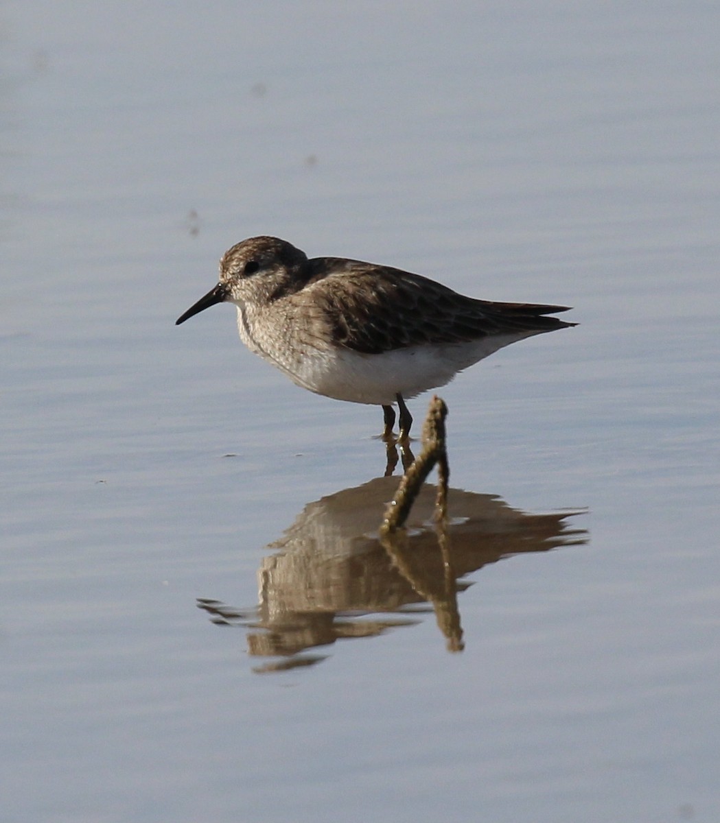 Least Sandpiper - ML616236418