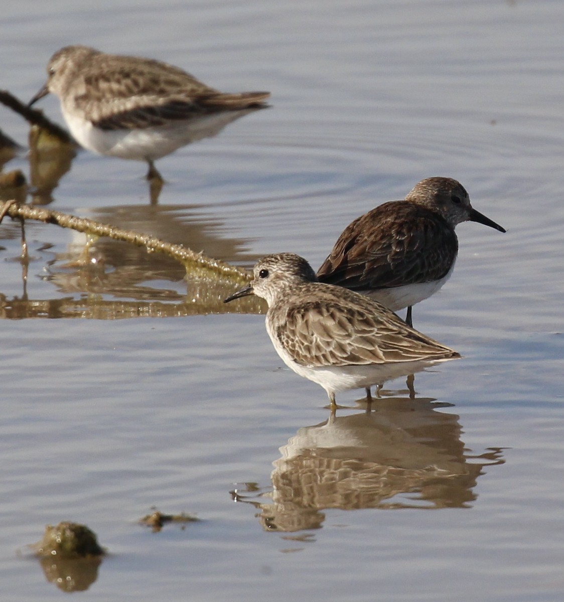 Least Sandpiper - ML616236420